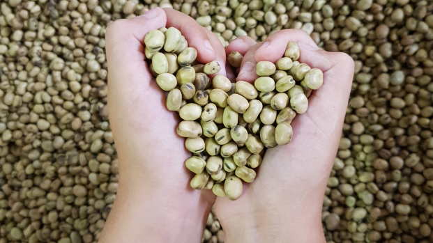 Kuinka paljon proteiinia päivässä tarvitaan?